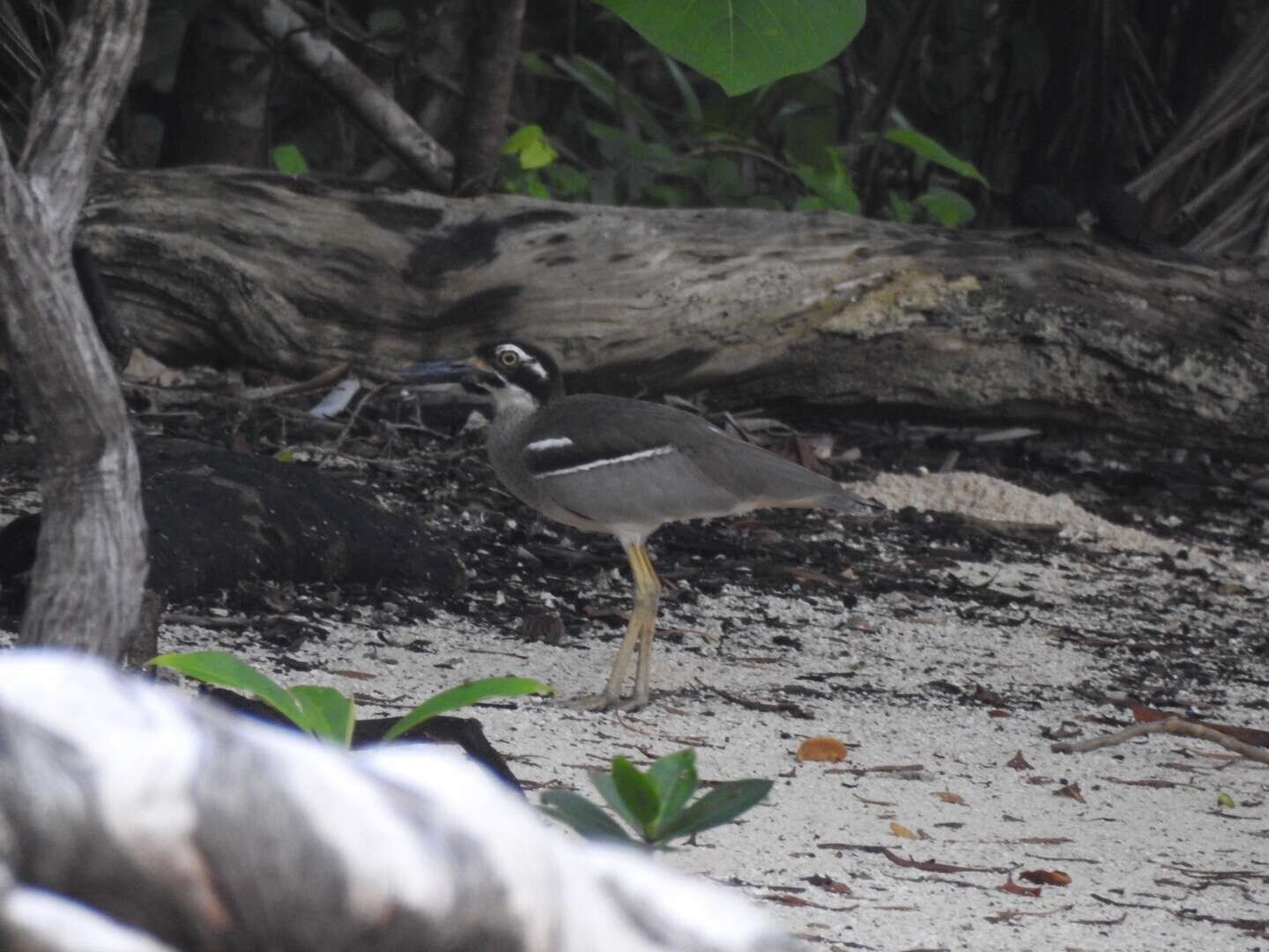 Image of Beach Stone-curlew