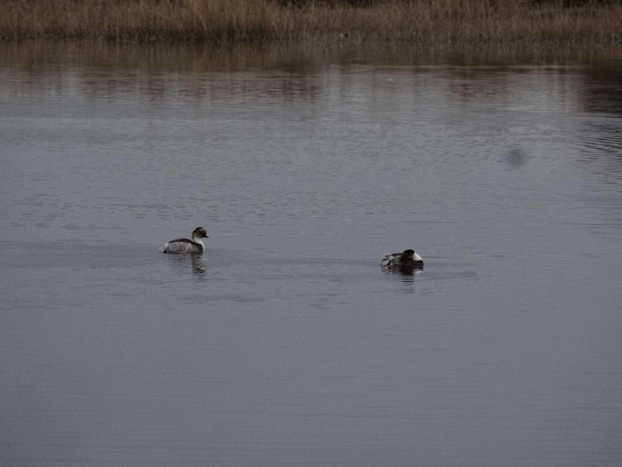 Image of Silvery Grebe