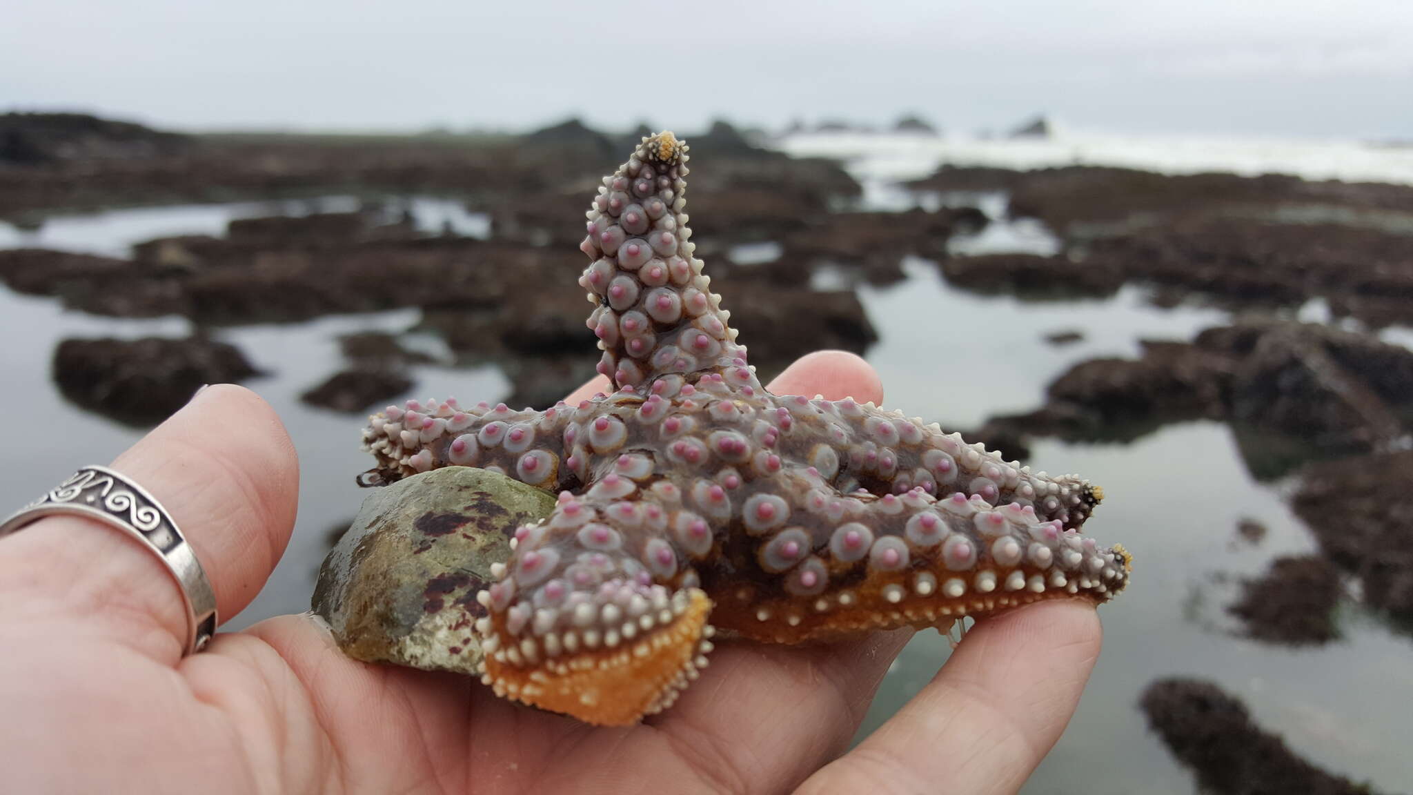 Image of Giant seastar