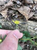 Ranunculus harveyi (A. Gray) Greene的圖片