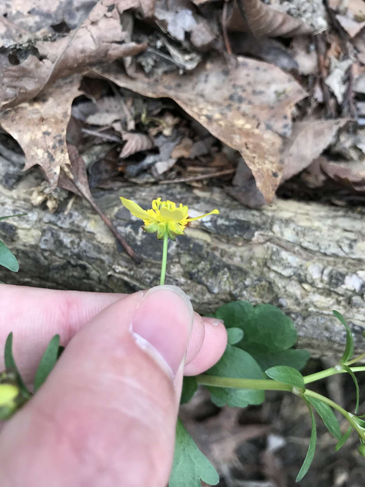 Ranunculus harveyi (A. Gray) Greene的圖片