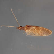 Image of Barber's brown lacewing