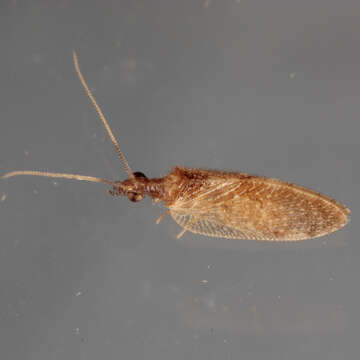Image of Barber's brown lacewing