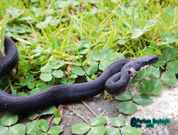 Image of Persian ratsnake