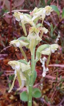 Image of bluntleaved orchid