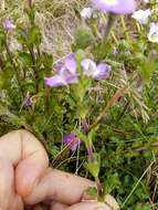 Imagem de Euphrasia collina subsp. diversicolor W. R. Barker