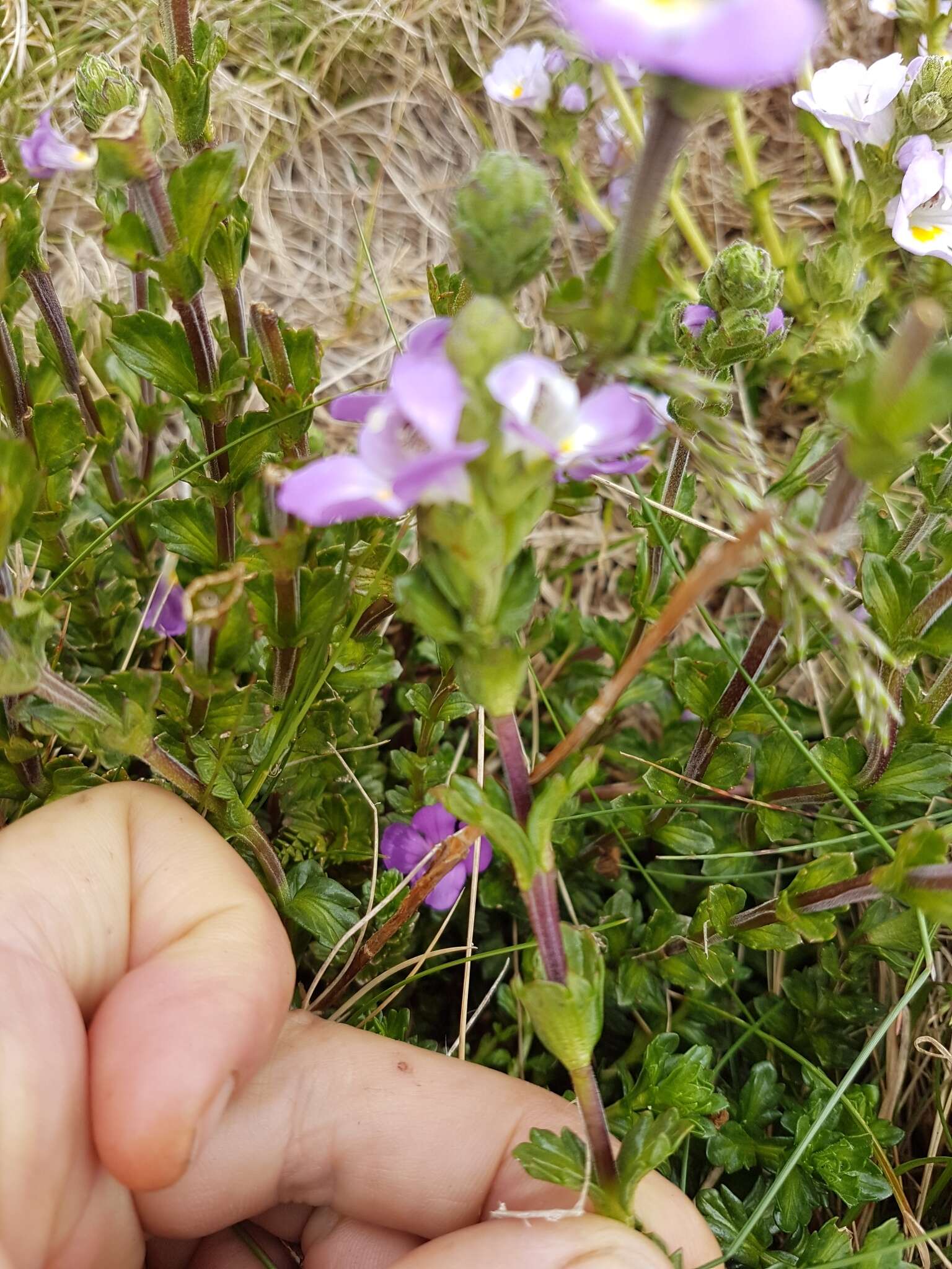 Imagem de Euphrasia collina subsp. diversicolor W. R. Barker