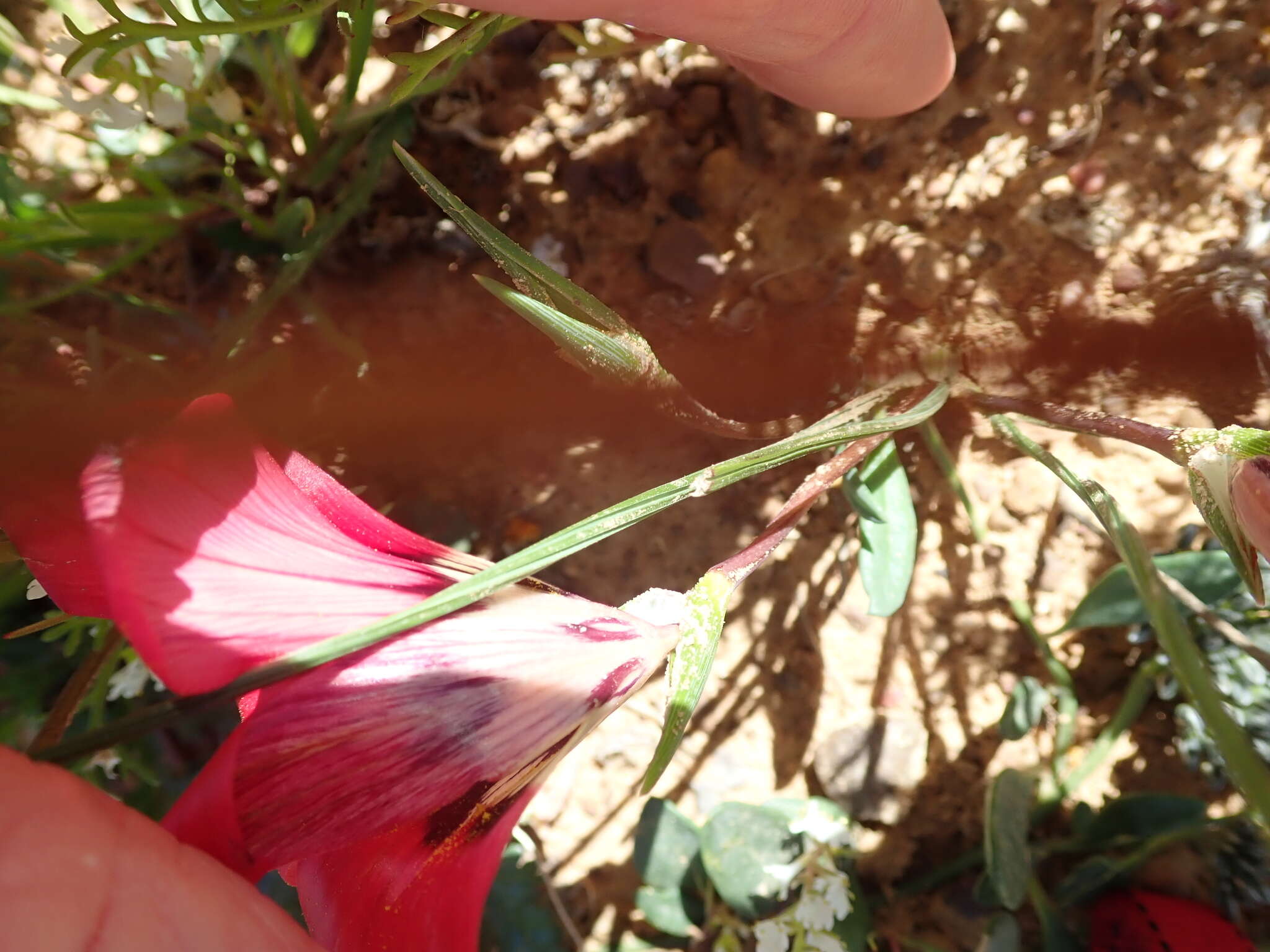 Image of Romulea pudica (Sol. ex Ker Gawl.) Baker
