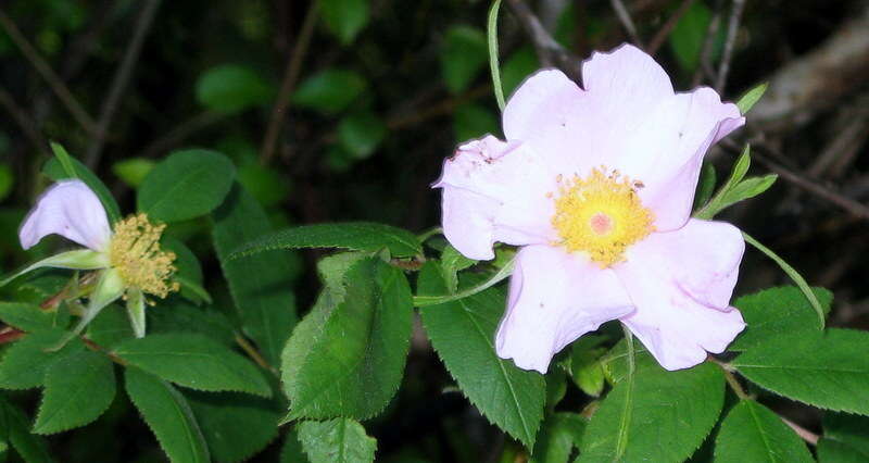 Image of swamp rose