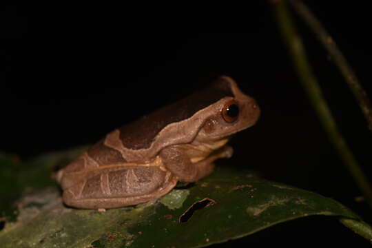 Imagem de Trachycephalus coriaceus (Peters 1867)