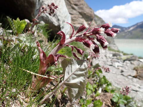 Image of Petasites paradoxus (Retz.) Baumg.