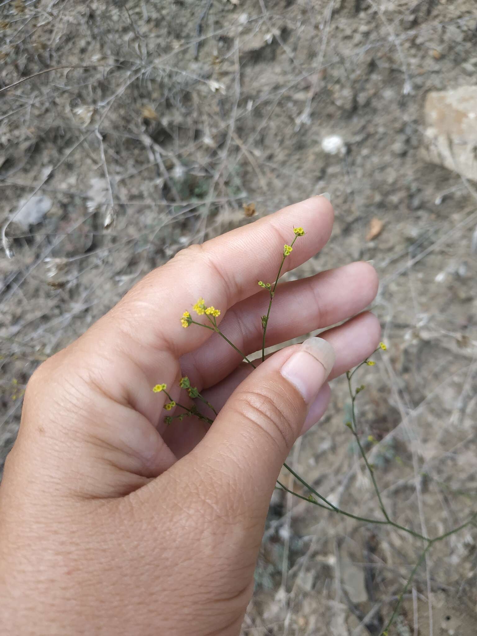 Image of Bupleurum asperuloides Heldr. ex Boiss.