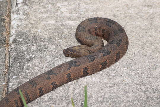 Image of Brown Water Snake