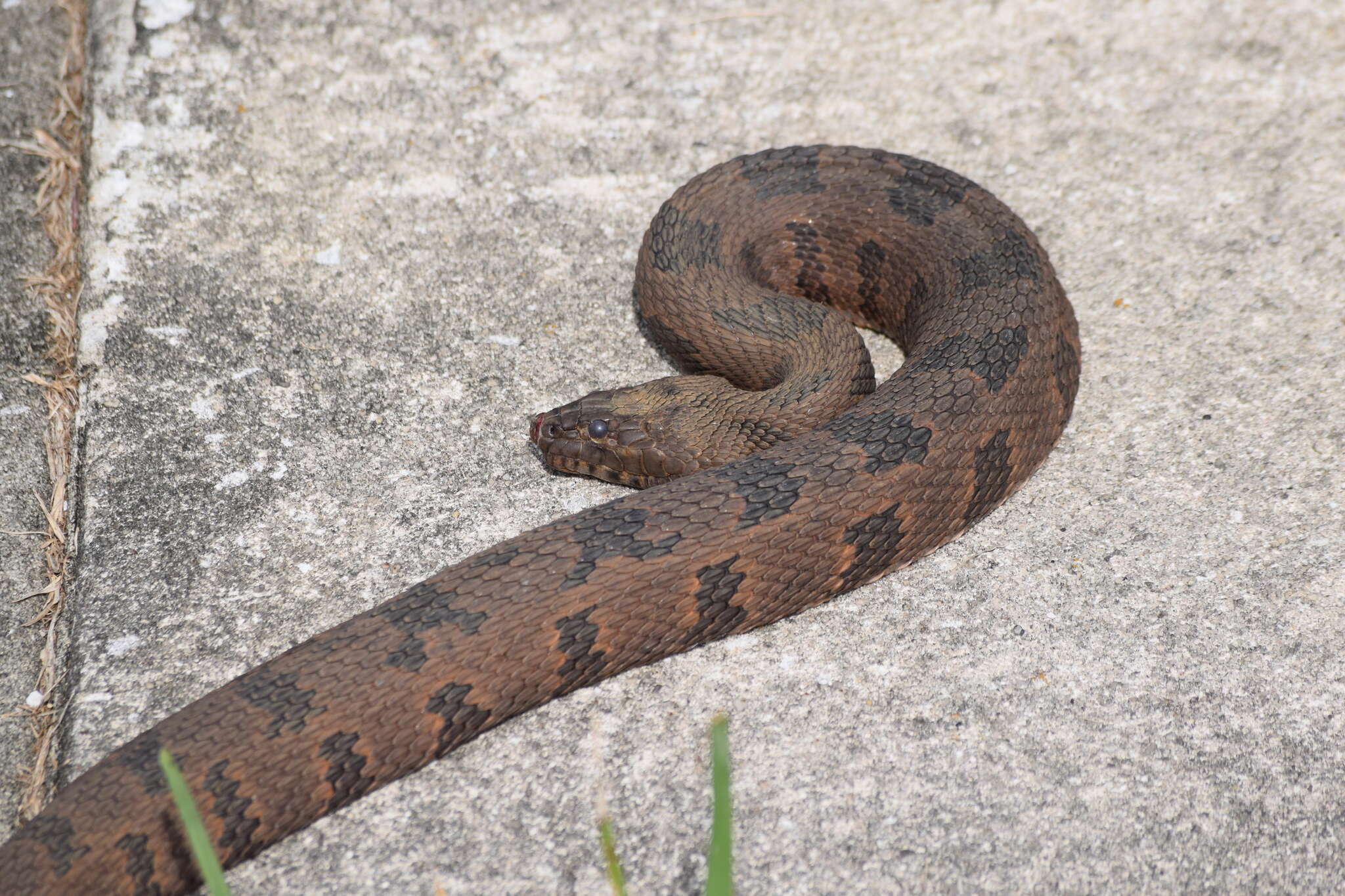 Слика од Nerodia taxispilota (Holbrook 1838)