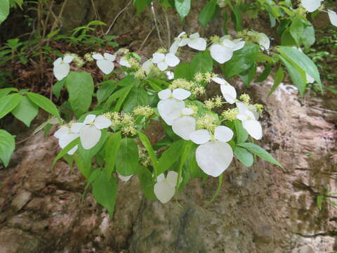 Image of Hydrangea scandens (L. fil.) Ser.