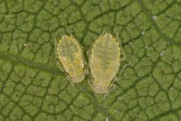 Image of Aphid