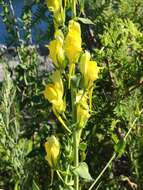 Image of Dalmatian toadflax