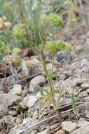 Imagem de Valerianella coronata (L.) DC.