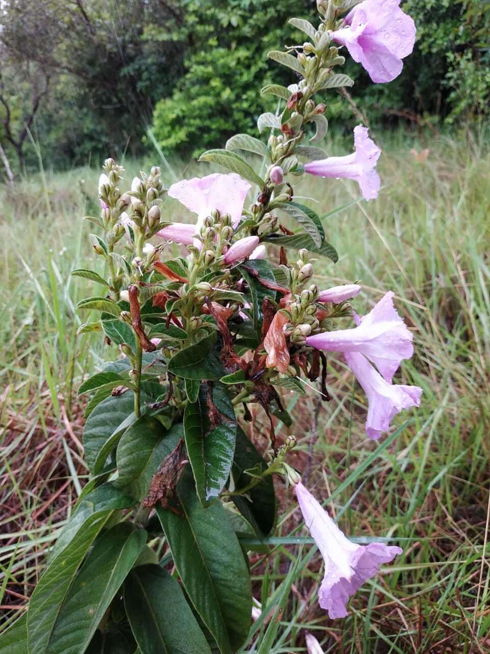 Plancia ëd Ipomoea argentea Meisn.