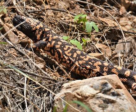 Image of Reticulated gila monster
