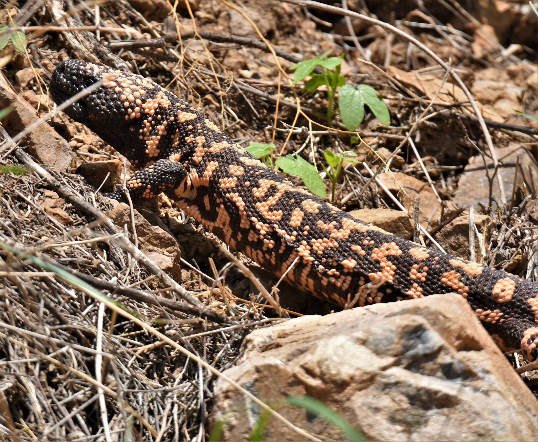 Imagem de Heloderma suspectum suspectum Cope 1869