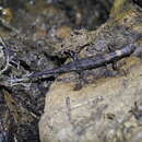 Image of Chinese water skink