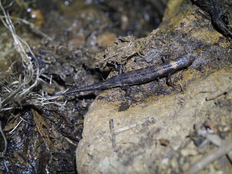 Tropidophorus sinicus Boettger 1886 resmi