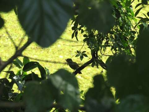 Image of White-winged Becard