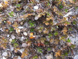 Image of Acaena microphylla subsp. obscurascens Bitter