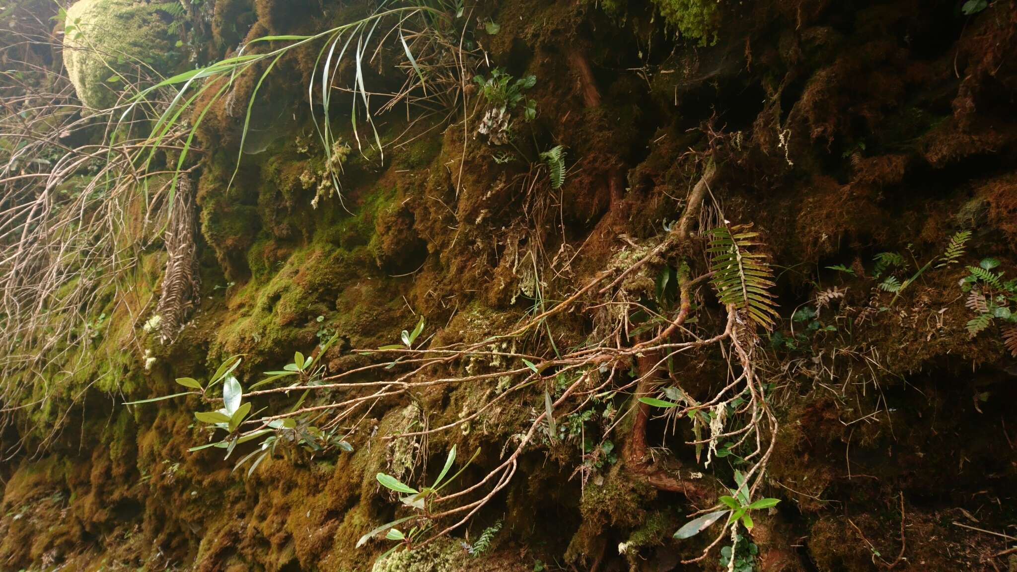 Image of Rhododendron formosanum Hemsl.