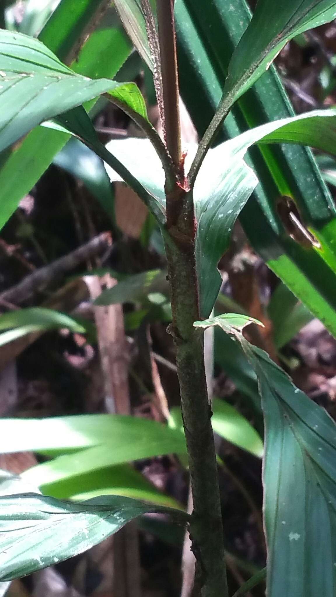 Image of Dypsis hildebrandtii (Baill.) Becc.