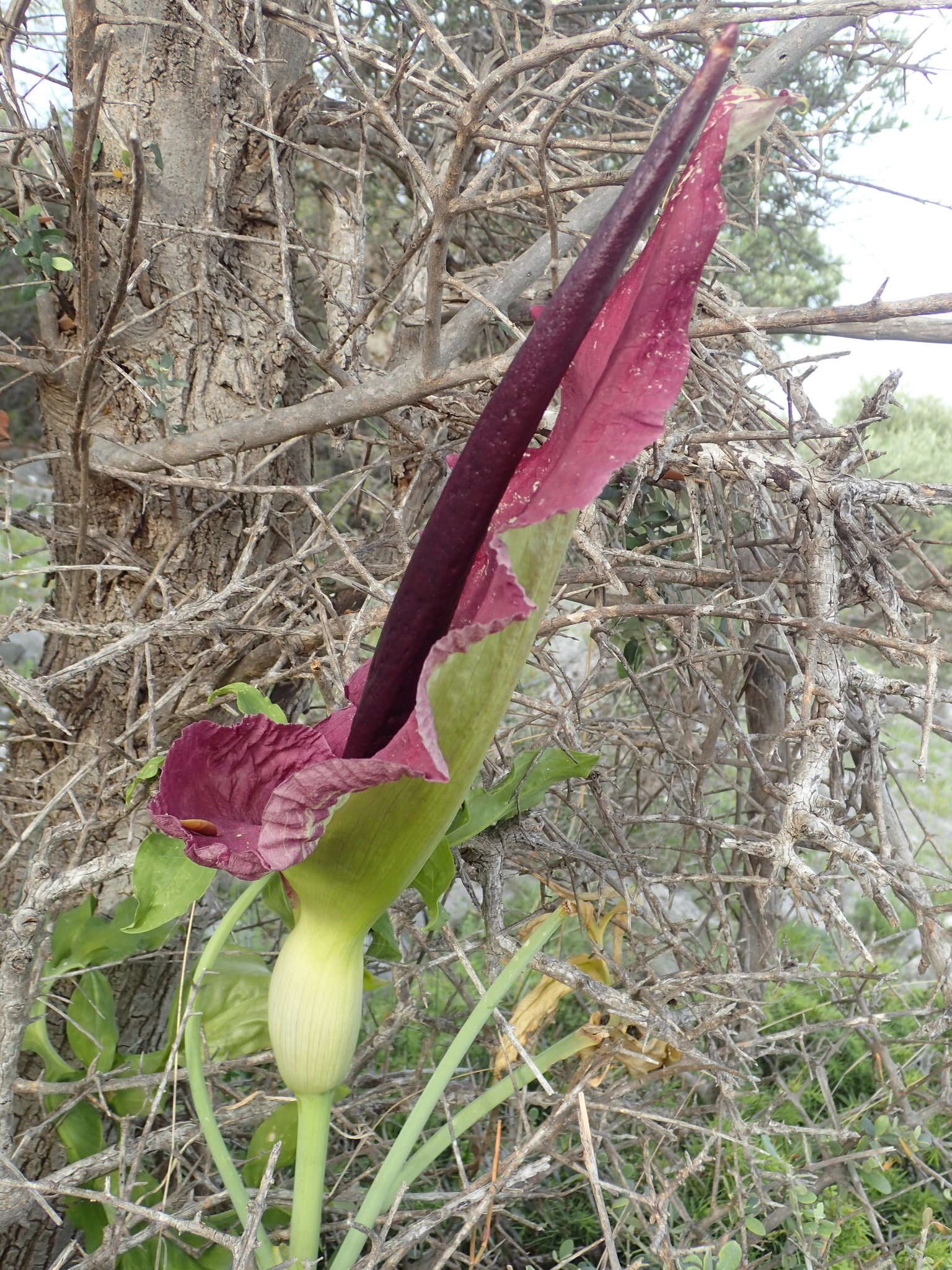 Image de Dracunculus