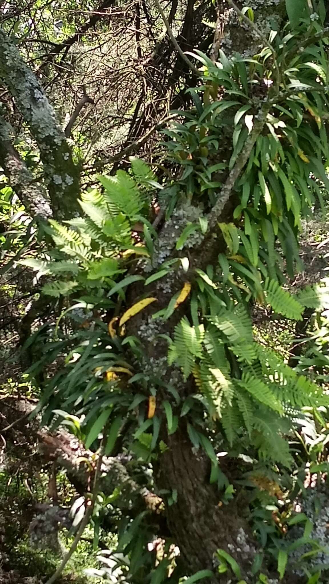 Image of redscale scaly polypody