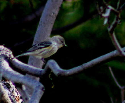 Image of Myrtle Warbler