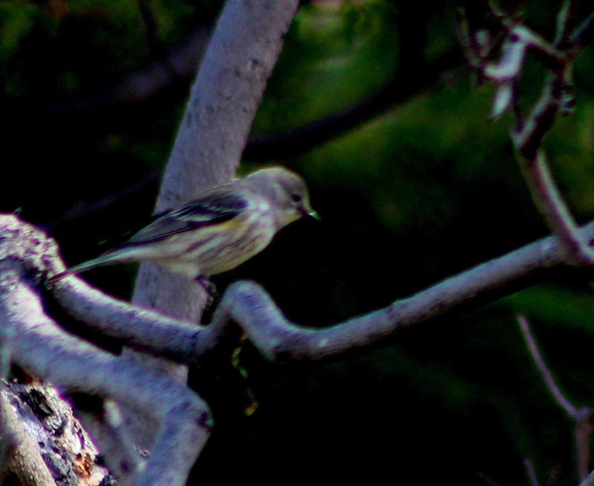 Image of Myrtle Warbler