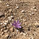 Image de Colchicum parlatoris Orph.