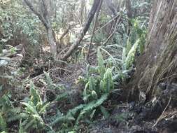 Image of Boston swordfern