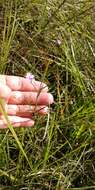 Image of green false foxglove