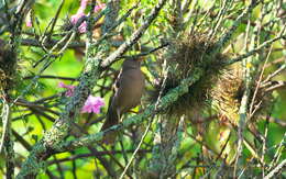 Turdus chiguanco d'Orbigny & Lafresnaye 1837 resmi