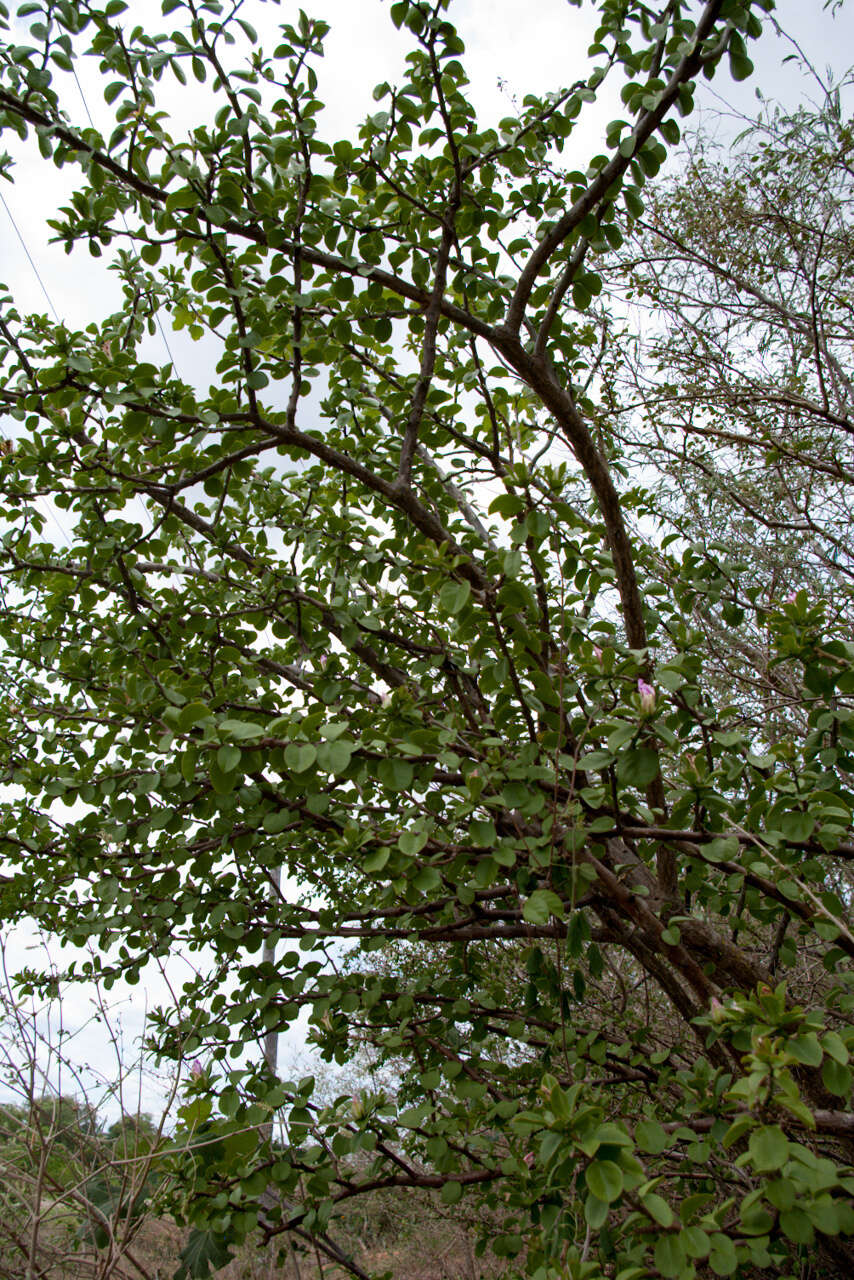 Image of Pereskia sacharosa Griseb.