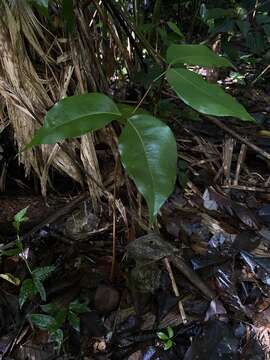 Sivun Prioria copaifera Griseb. kuva