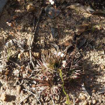 Stylidium caespitosum R. Br. resmi