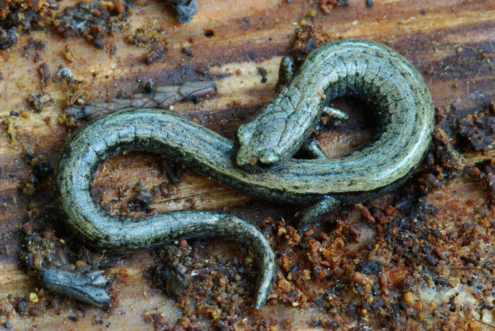 Image of Greenhorn Mountains Slender Salamander