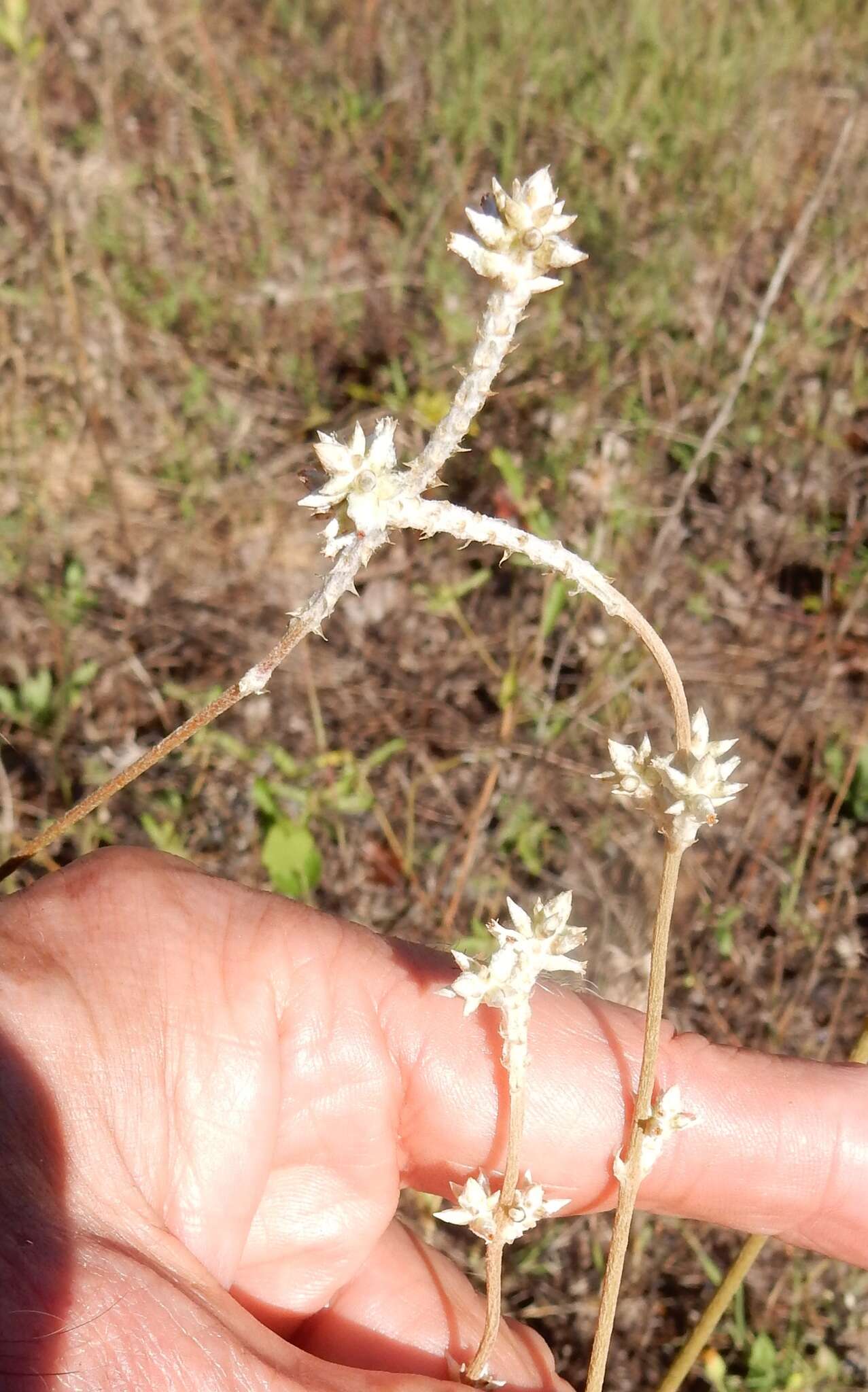 Image of plains snakecotton