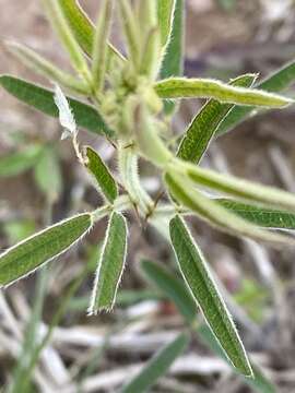 Image of Narrow-Leaf Bush-Clover