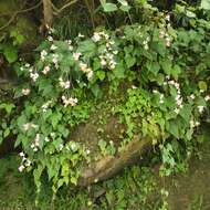 Image of Begonia ravenii C. I. Peng & Y. K. Chen