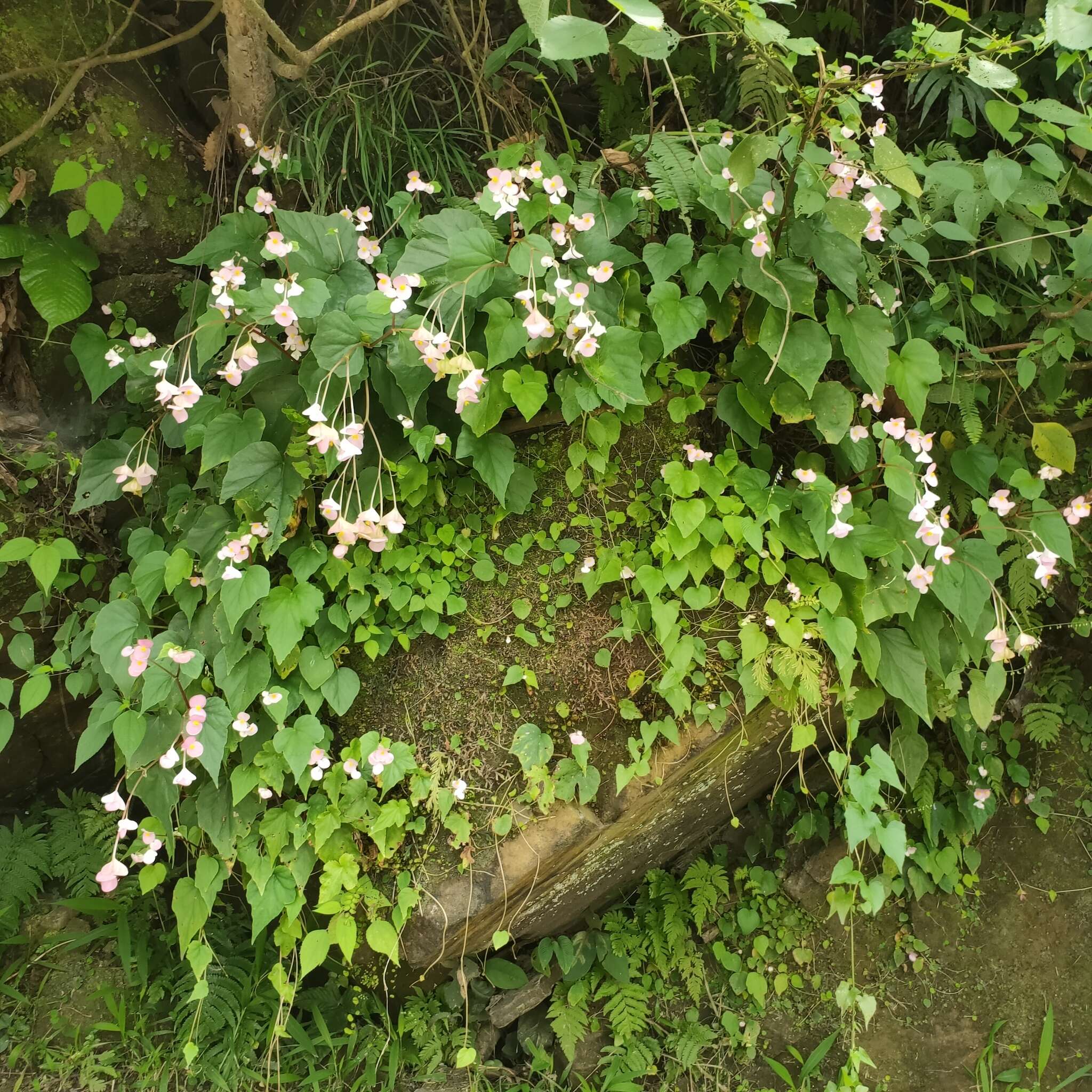 Image of Begonia ravenii C. I. Peng & Y. K. Chen