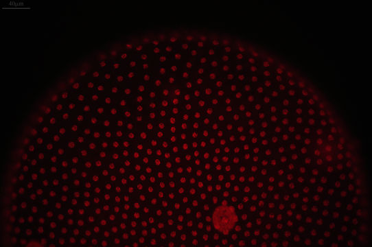 542.23128678883.580x360