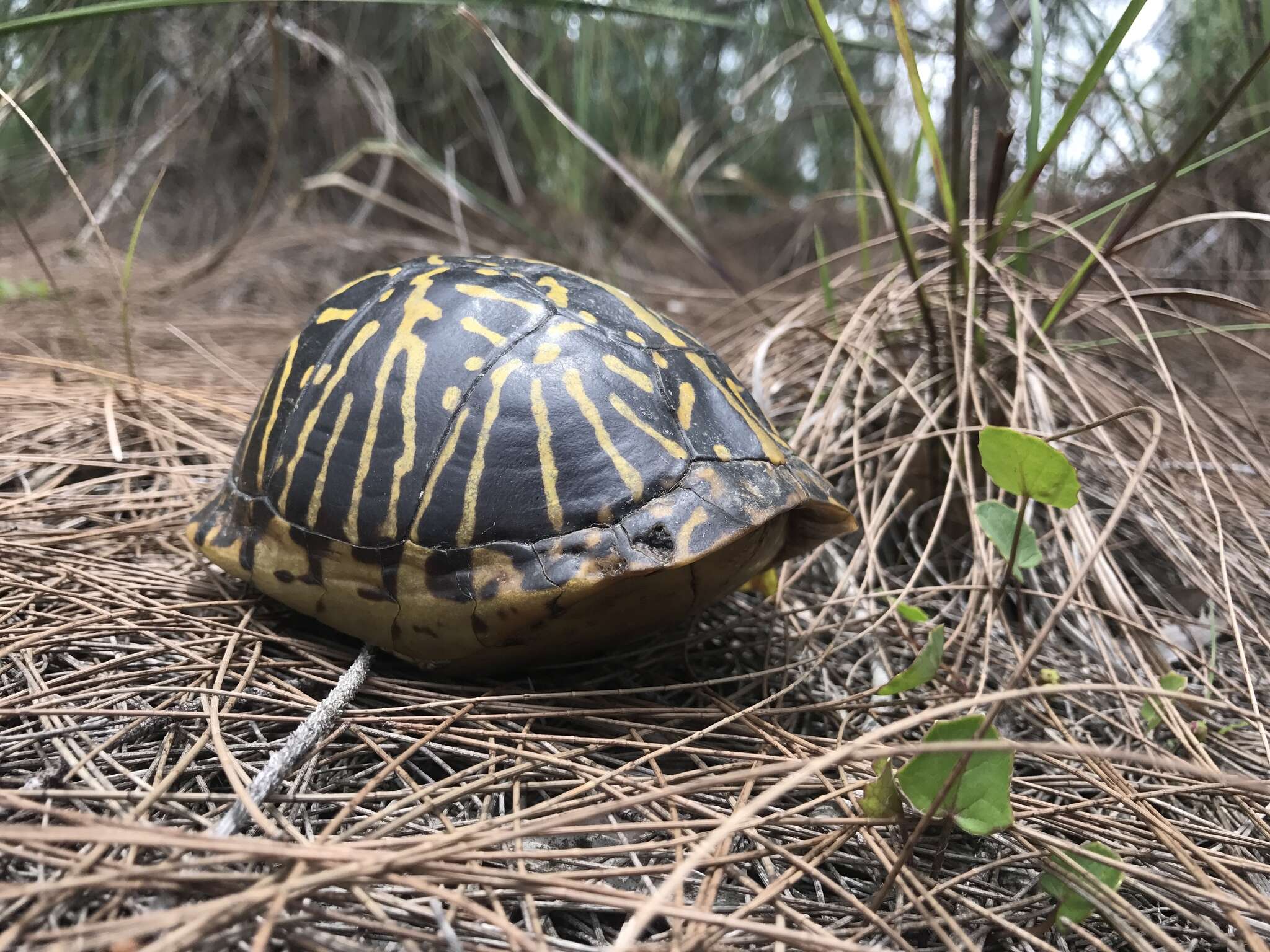 Image of Florida box turtle