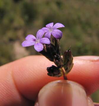 Image of Buchnera dura Benth.